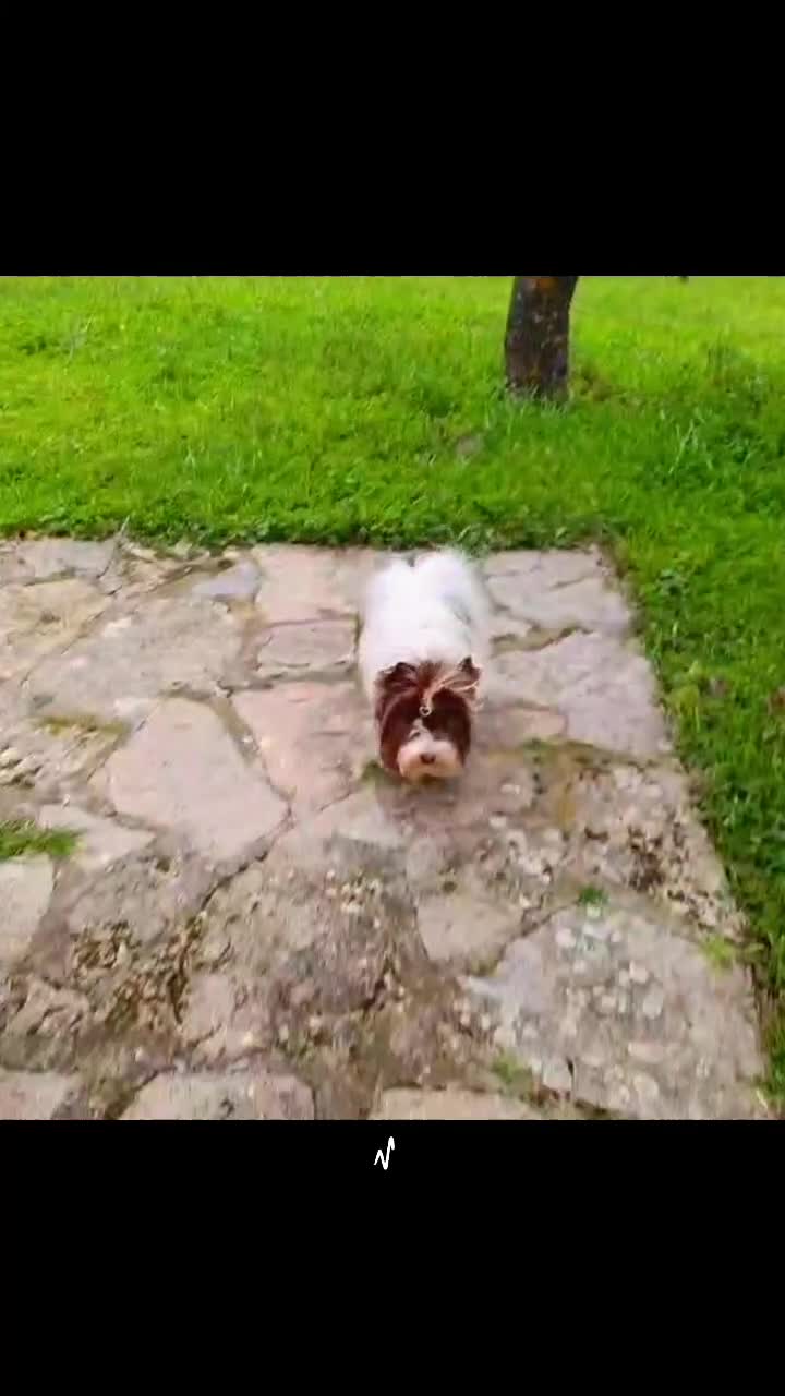 Biewer Terrier dogs for sale: Biewer Terrier 3 - Video 2