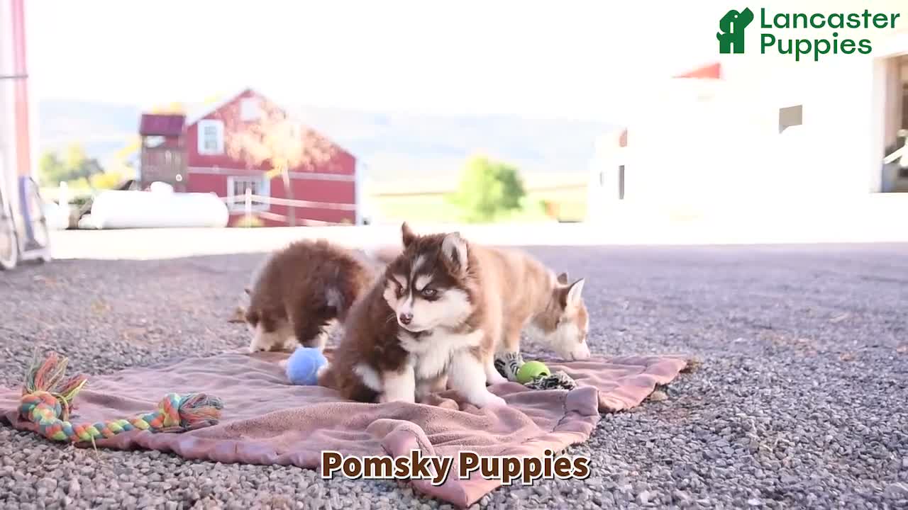 Pomsky dogs for sale: Cherry - Video 1