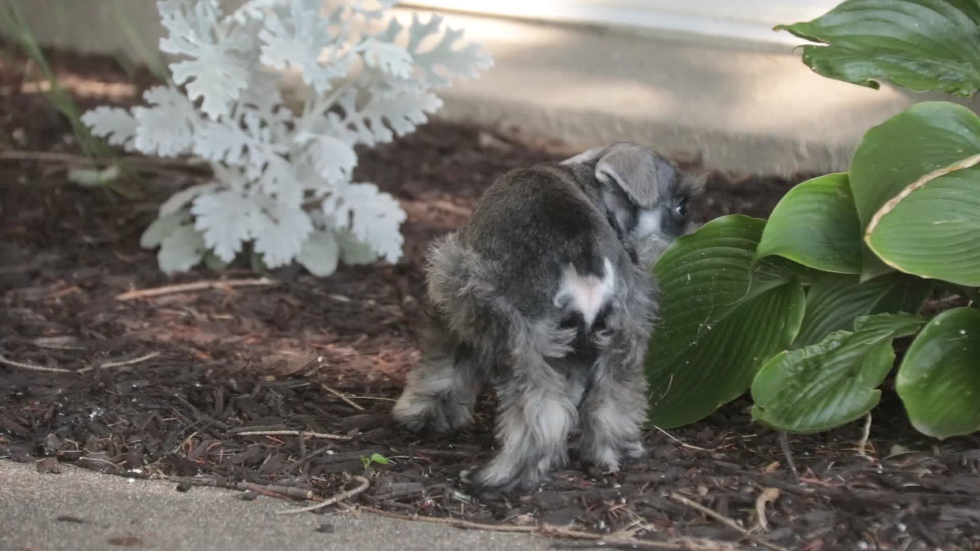 Miniature Schnauzer dogs for sale: Qeleigh Miniature Schnauzer  - Video 1