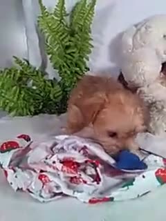 Shorkie dogs for sale: Pumpkin - Video 1