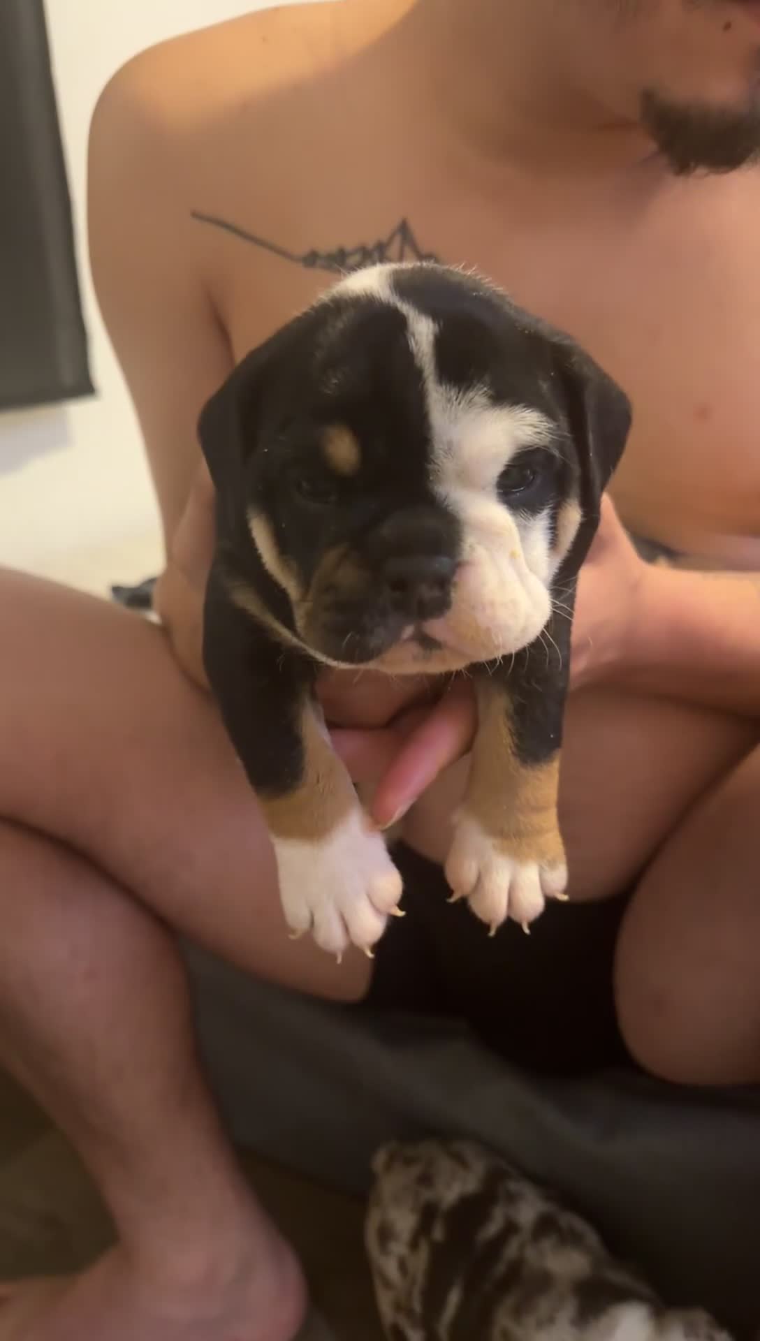 English Bulldog dogs for sale: Female Merle Chocolate Tri - Video 6