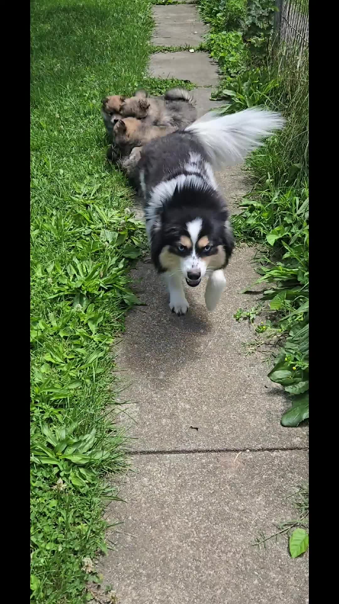 Pomsky dogs for sale: Pomsky Puppy 1 - Video 1