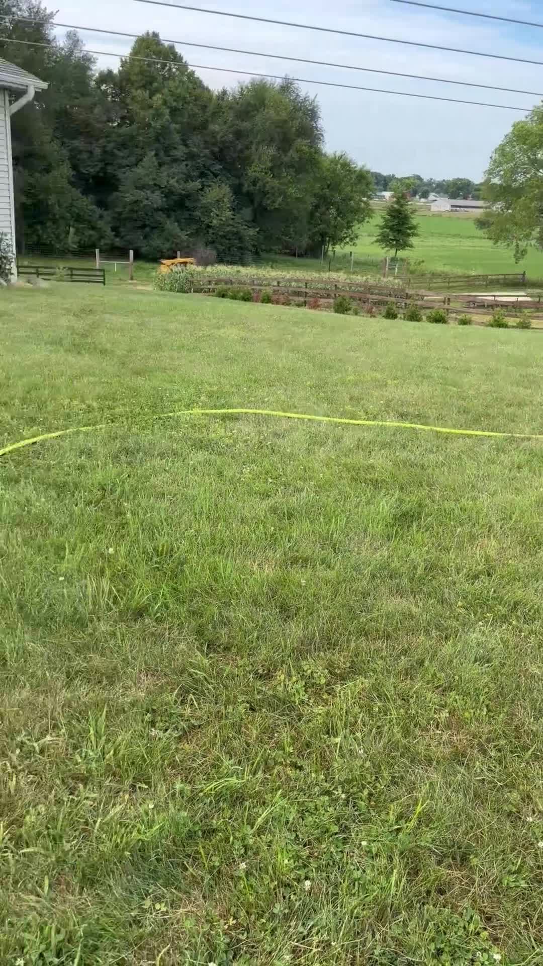 Golden Retriever dogs for sale: Emma - Video 1