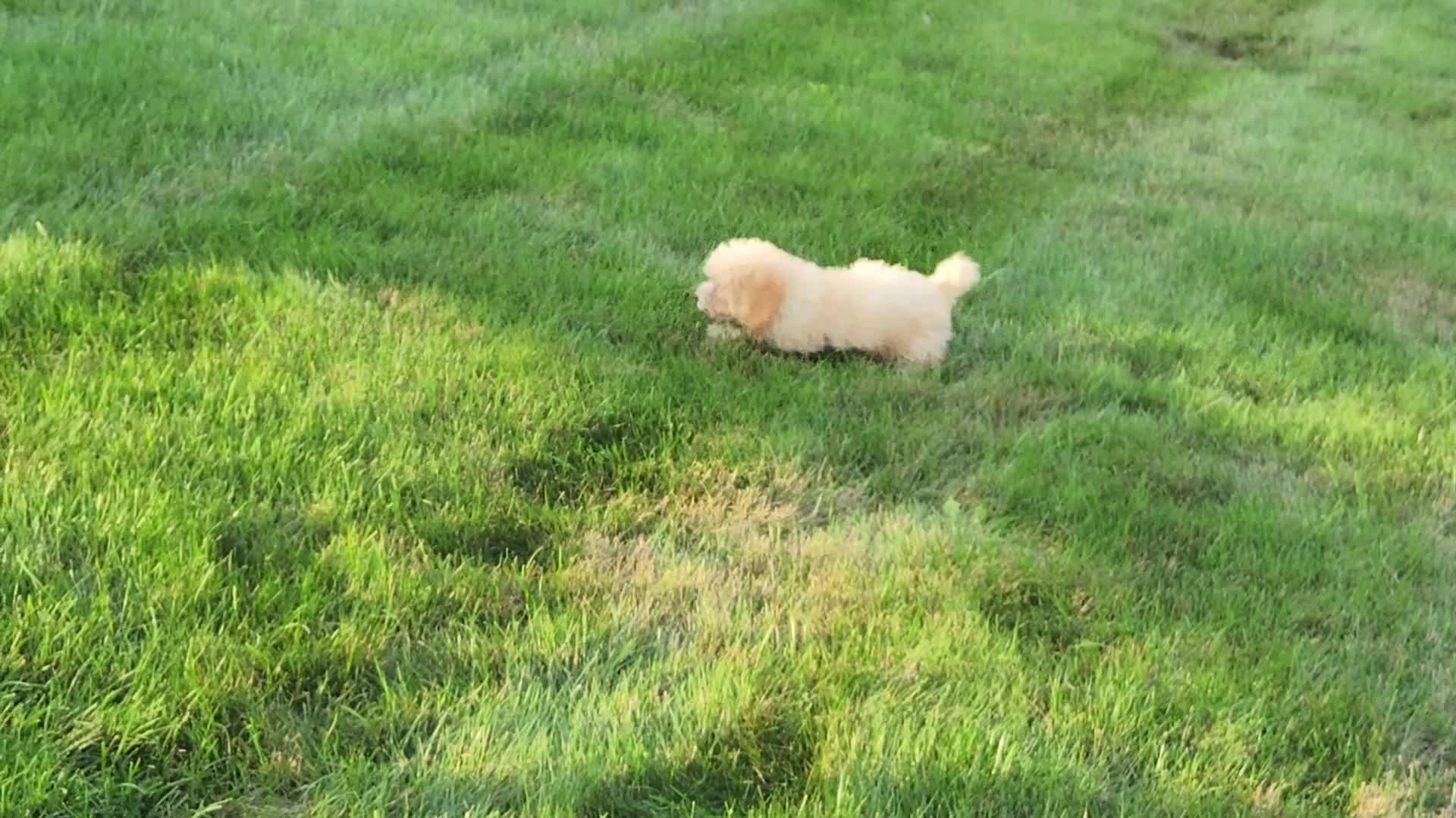 Havapoo dogs for sale: Aurora - Video 1