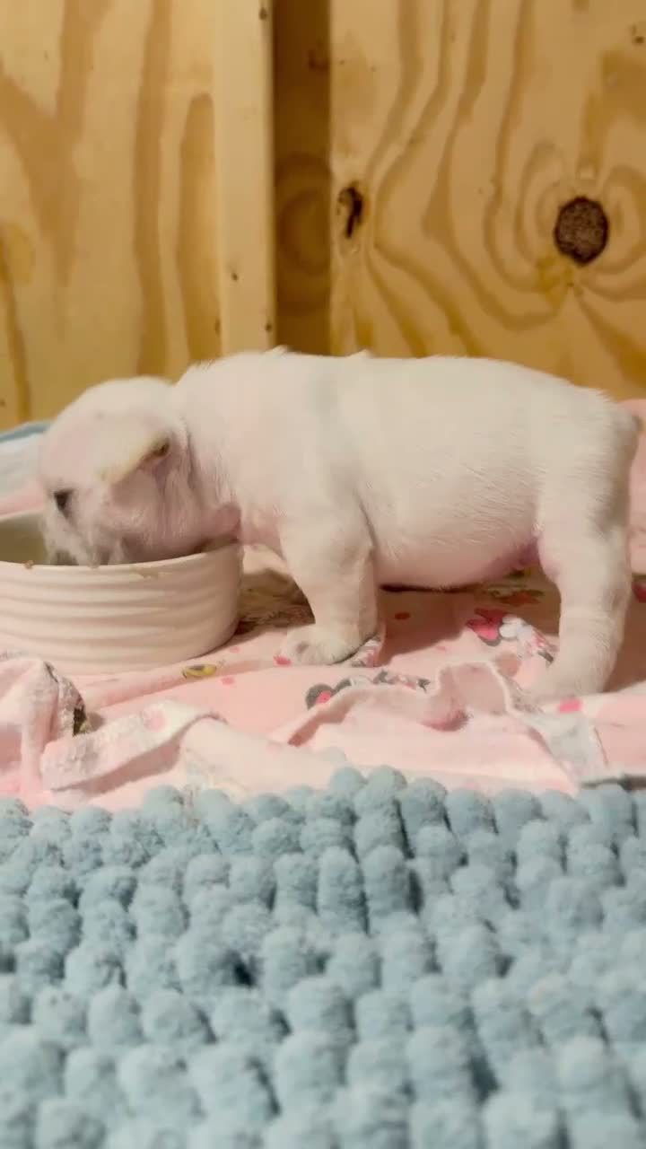 French Bulldog dogs for sale: French Bulldog 1 - Video 5