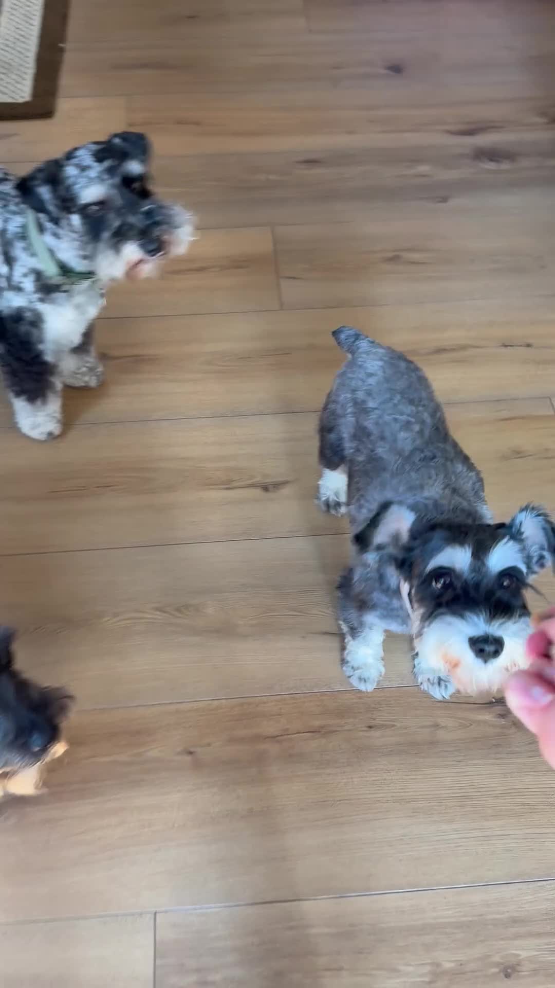 Miniature Schnauzer dogs for sale: Strawberry  - Video 1
