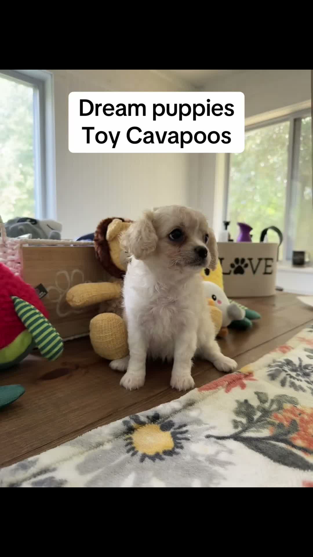 Cavapoo dogs for sale: Cavapoo 2 - Video 3