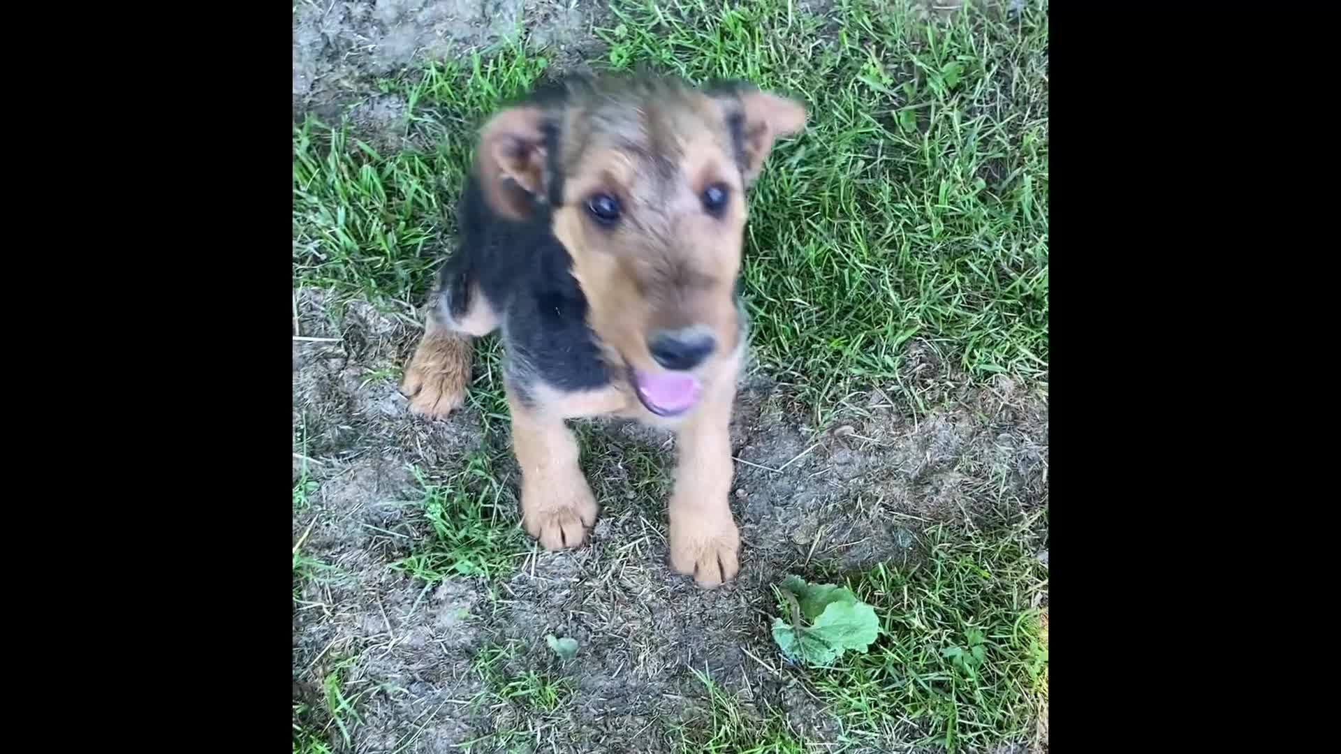 Airedale Terrier dogs for sale: AKC Zelle - Video 1
