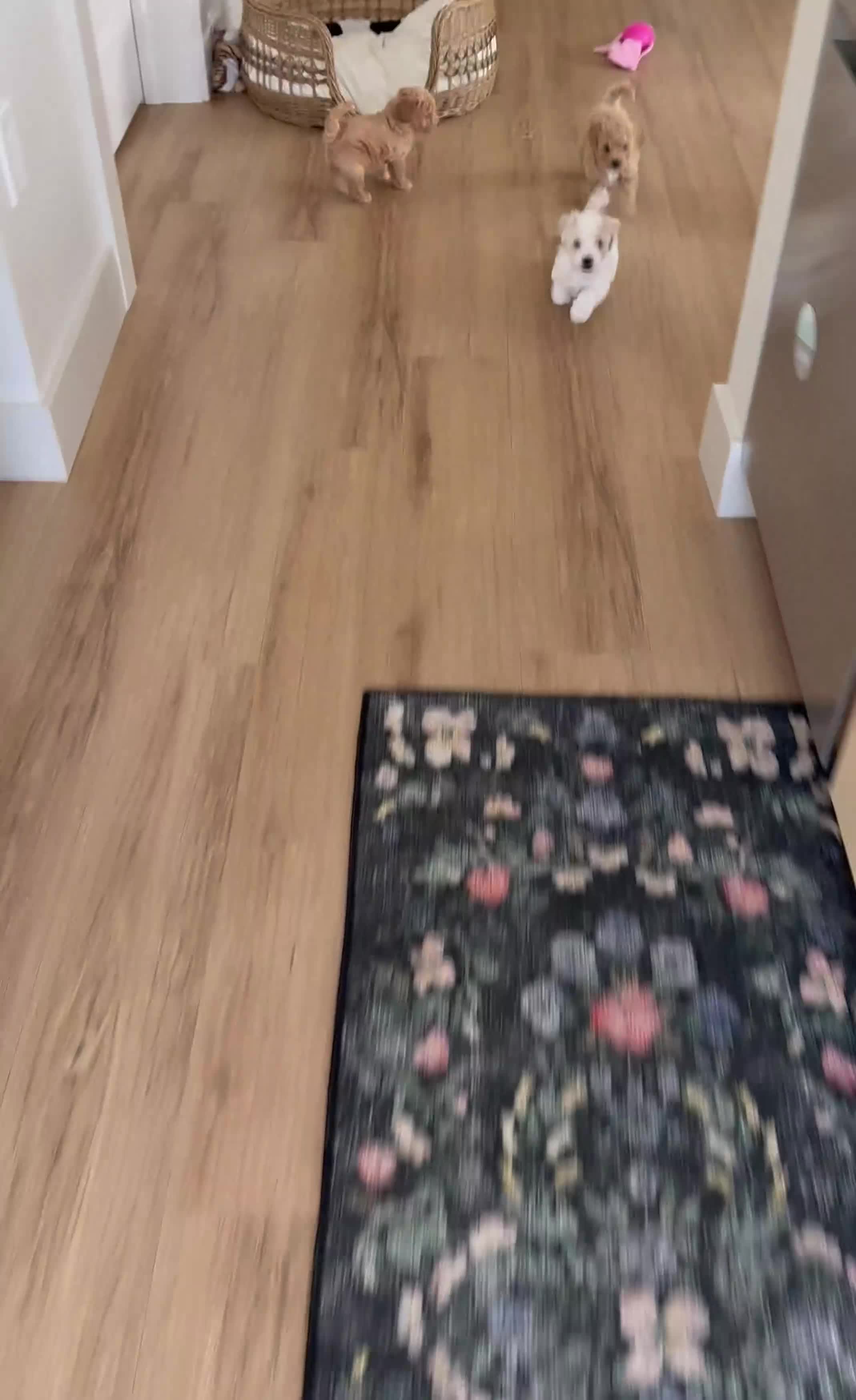 Bichpoo dogs for sale: Milo - Video 2