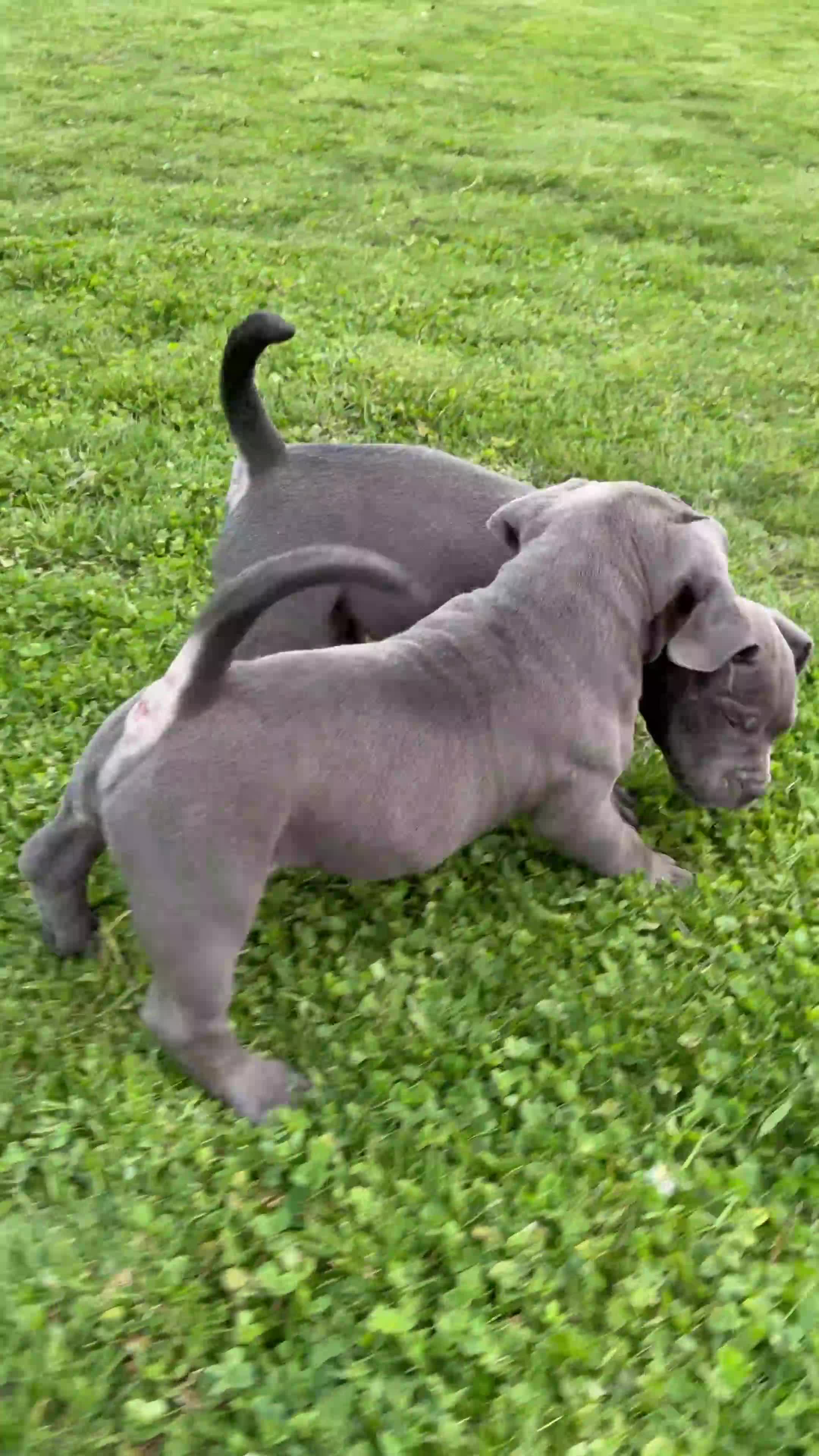 American Bully dogs for sale: American Bully Puppy 1 - Video 1