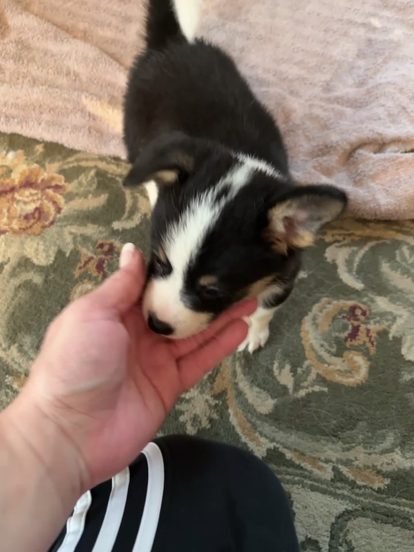 American Corgi dogs for sale: Clover - Video 1