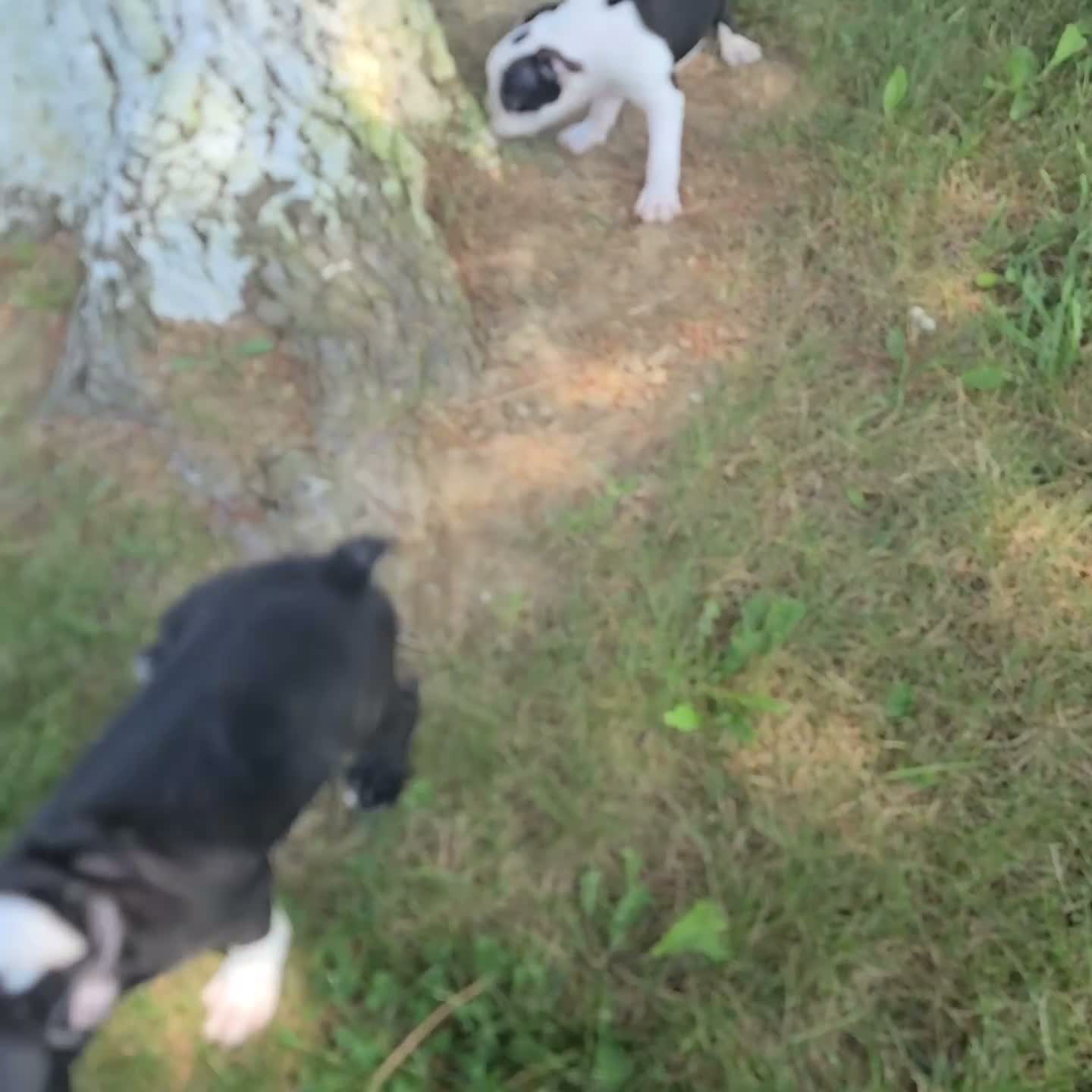 Boston Terrier dogs for sale: Simon - Video 2