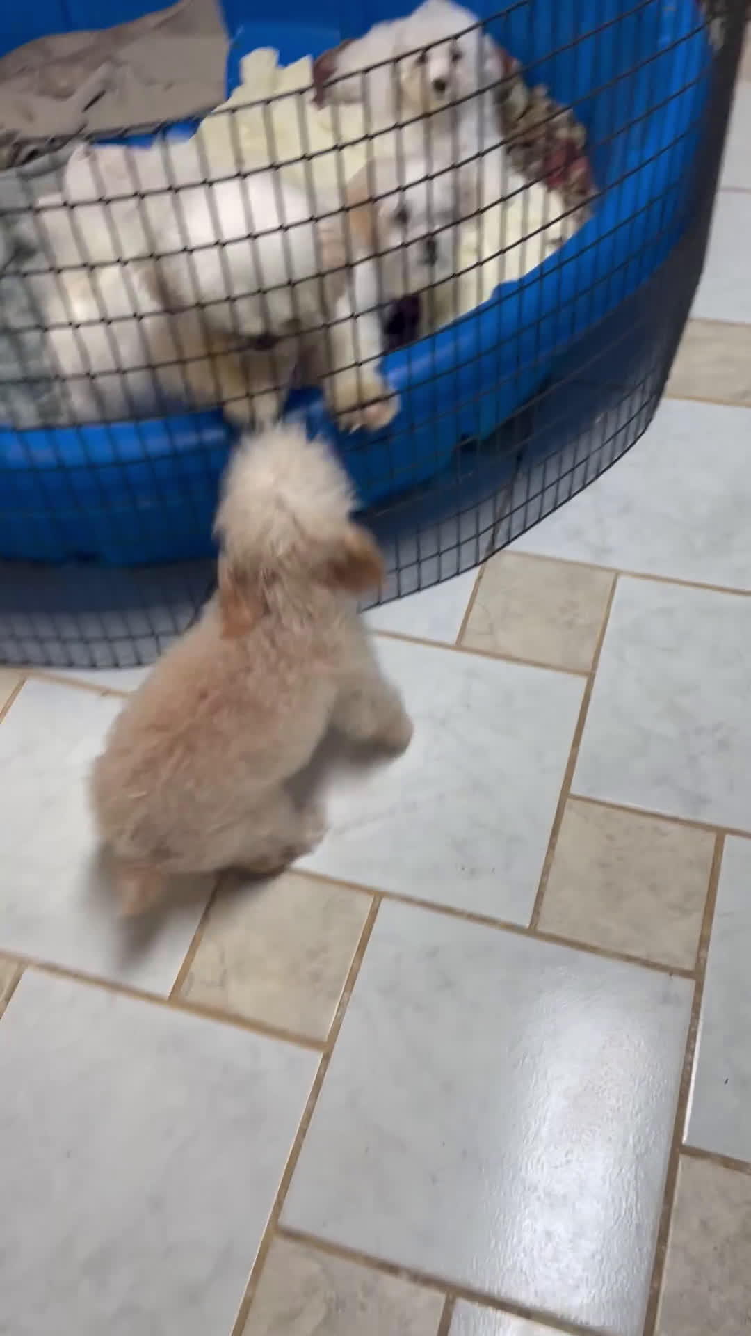 Toy Poodle dogs for sale: Leola - Video 1