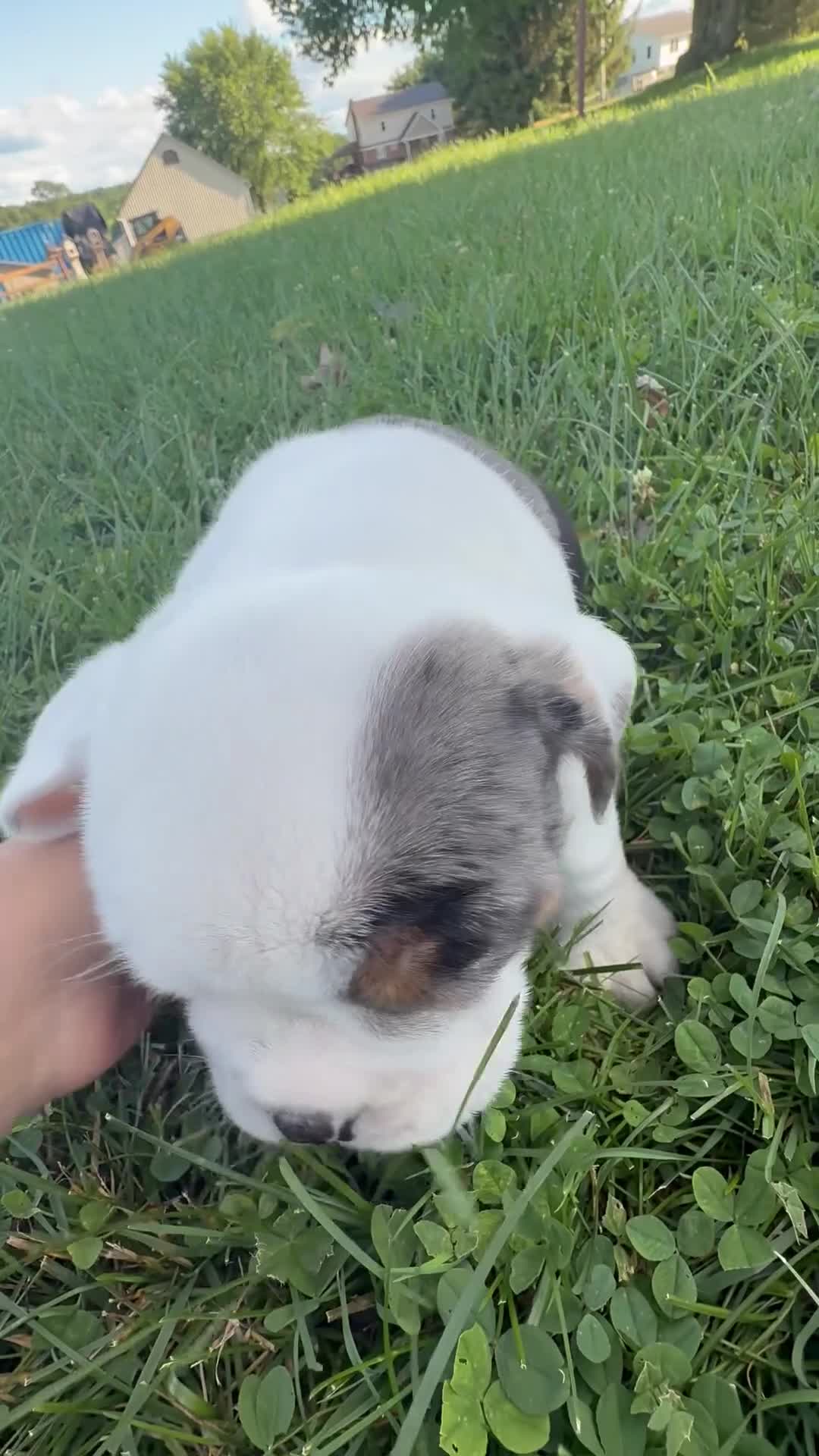 Beabull dogs for sale: Hunter - Video 1