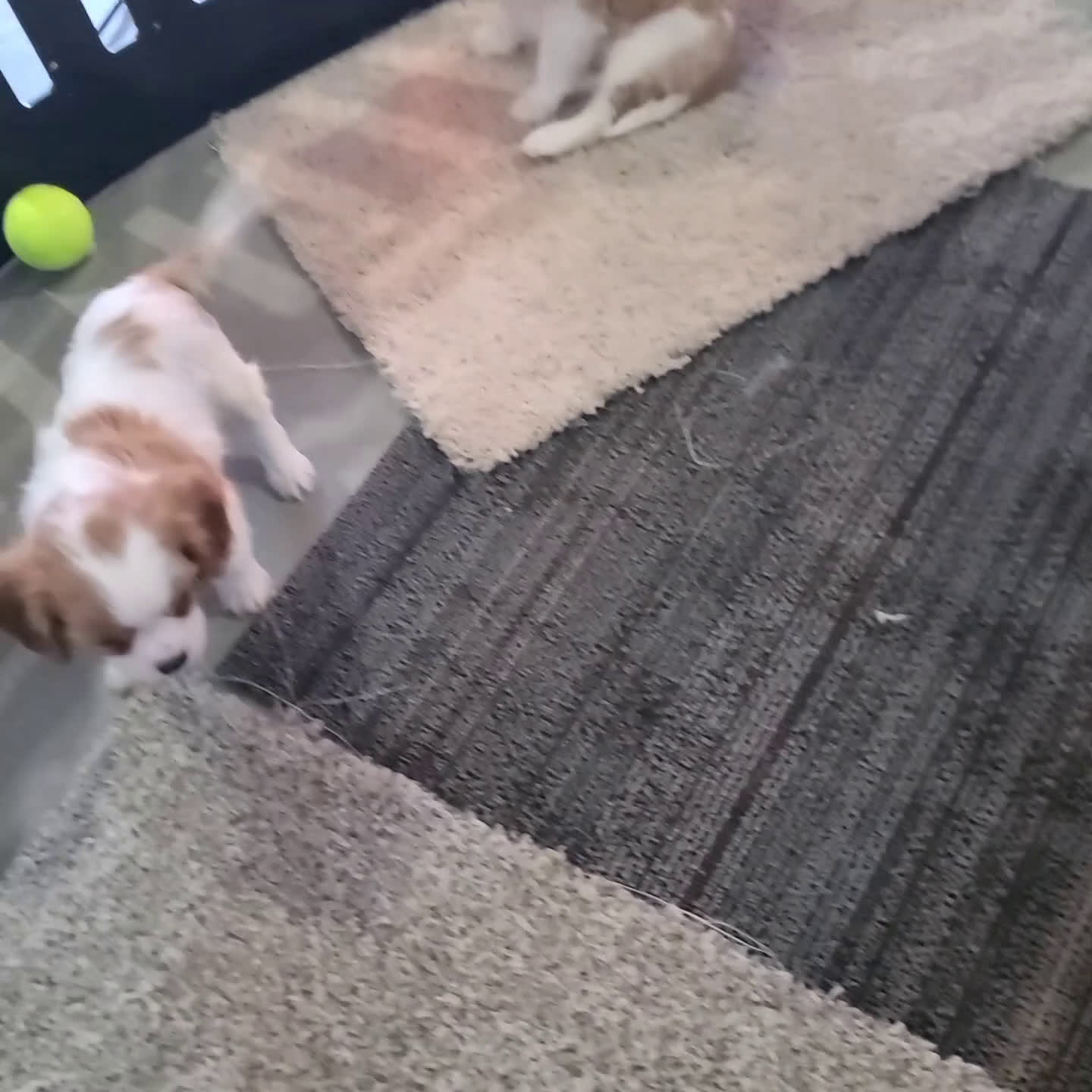 Cavalier King Charles Spaniel dogs for sale: Travis - Video 1