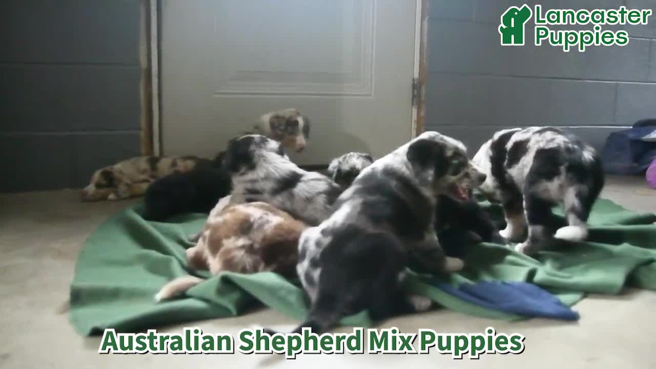 Mixed Breed dogs for sale: Bella   - Video 1