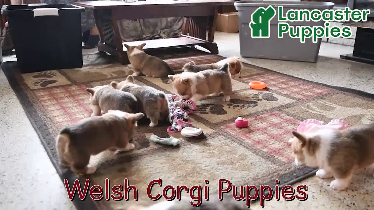 Welsh Corgi Pembroke dogs for sale: Kristy - Video 1