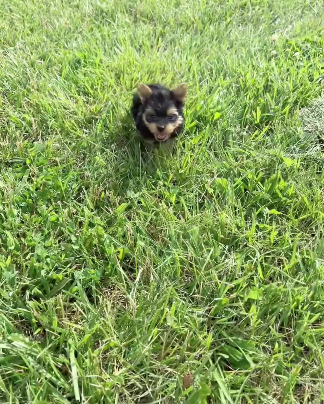 Yorkshire Terrier dogs for sale: Trinket - Video 1