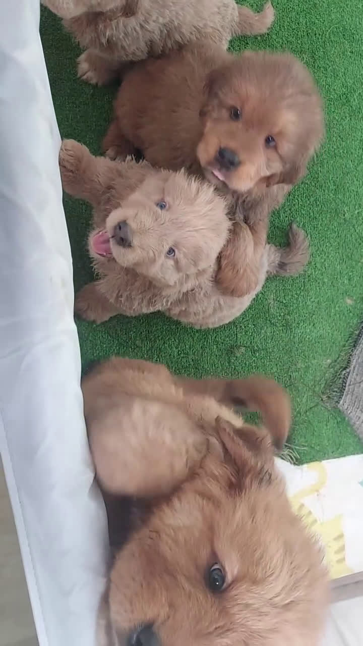 Tibetan Mastiff dogs for sale: Tibetan Mastiff Puppy 1 - Video 8