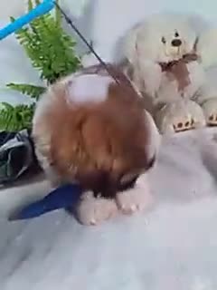 Shih Tzu dogs for sale: Cash - Video 1