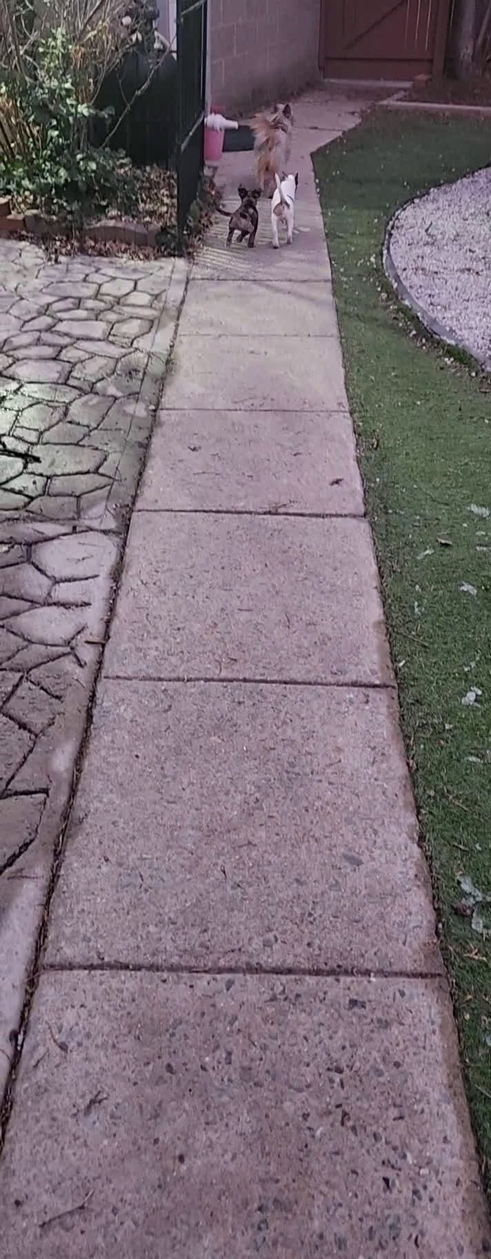 Mixed Breed dogs for sale: Mixed Breed Puppy 1 - Video 1