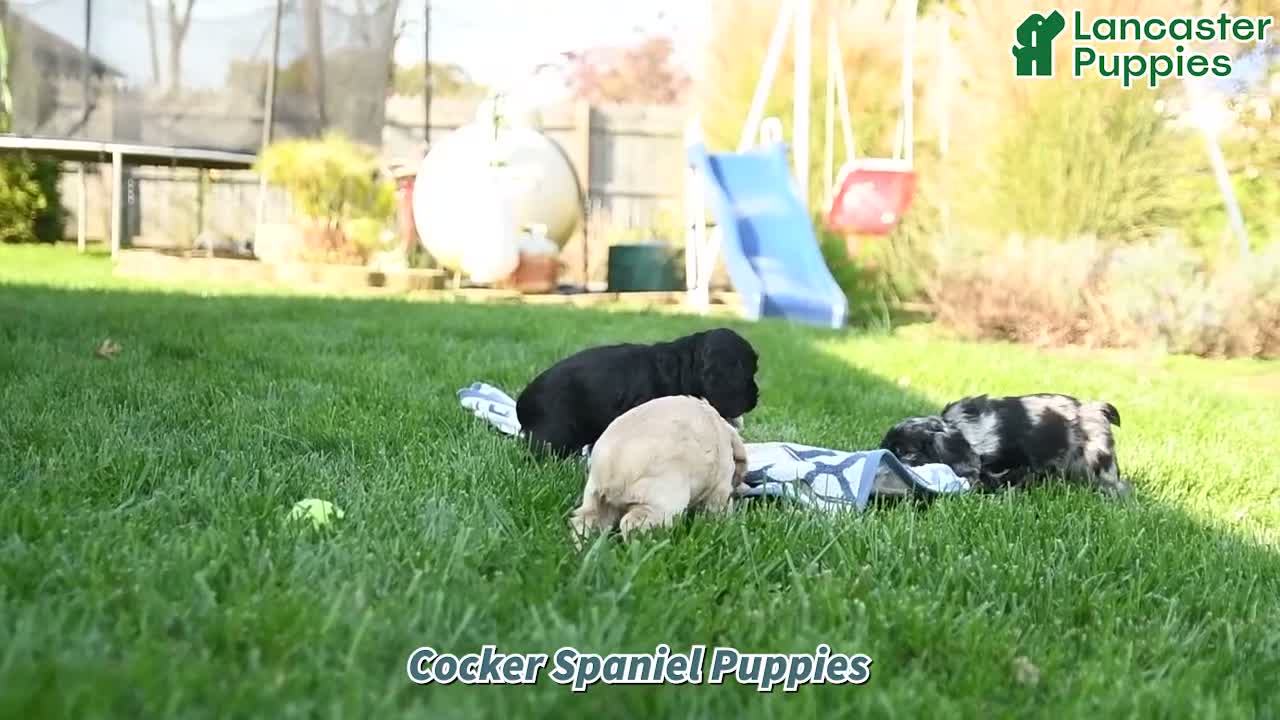 English Cocker Spaniel dogs for sale: Freckles - Video 1