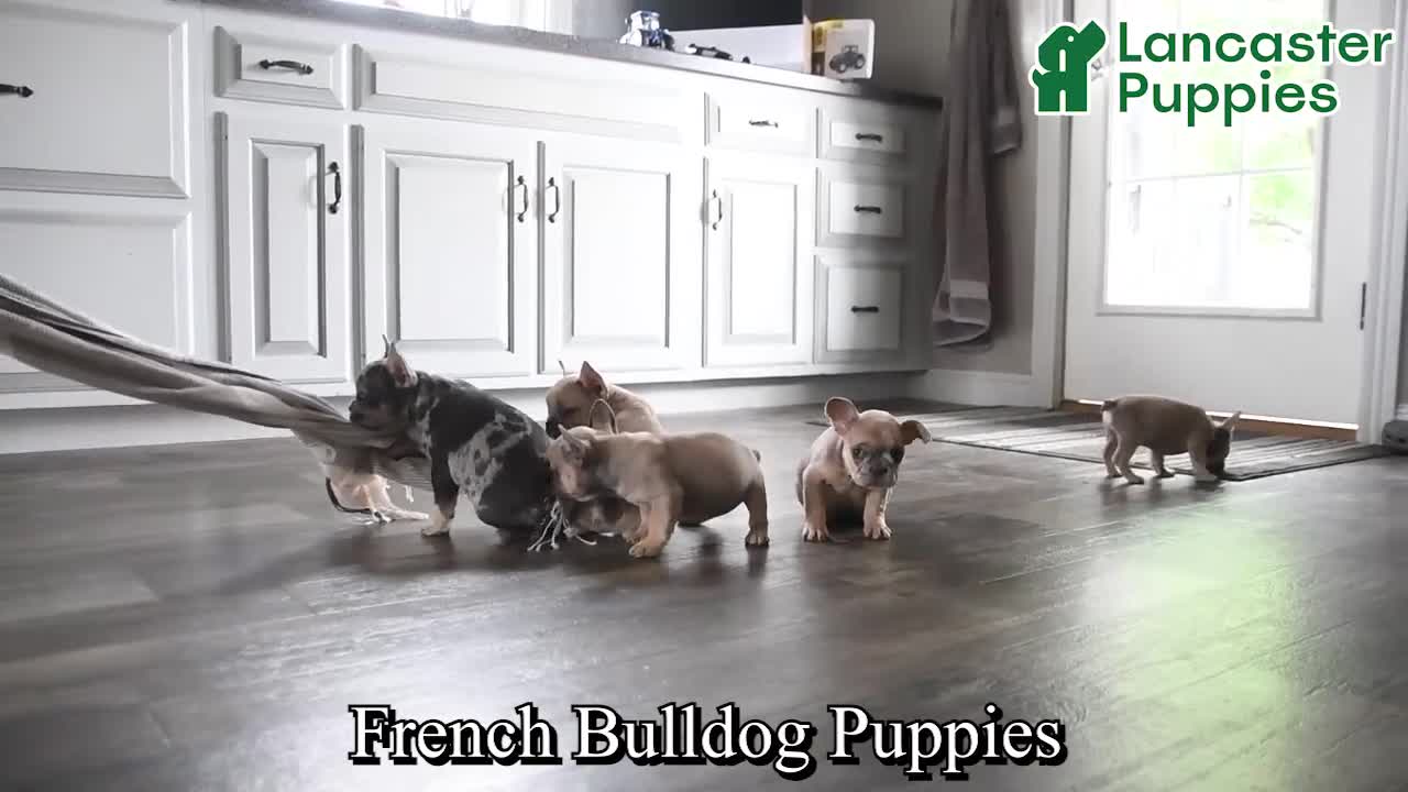 French Bulldog dogs for sale: Lacey - Video 1