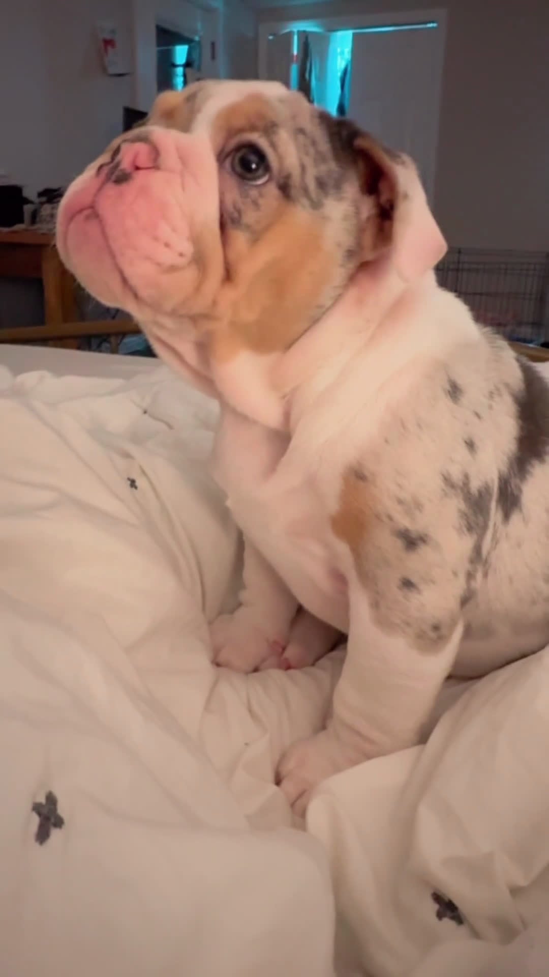 English Bulldog dogs for sale: Merle English Bulldog Puppy 1 - Video 1