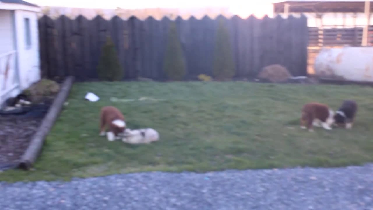 Australian Shepherd dogs for sale: Rover - Video 1