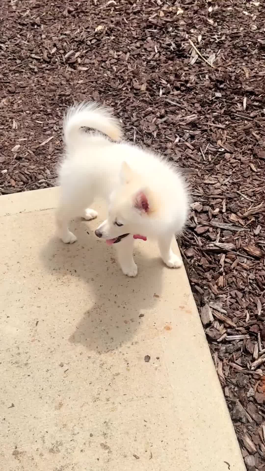 Pomeranian dogs for sale: Pomeranian 1 - Video 1