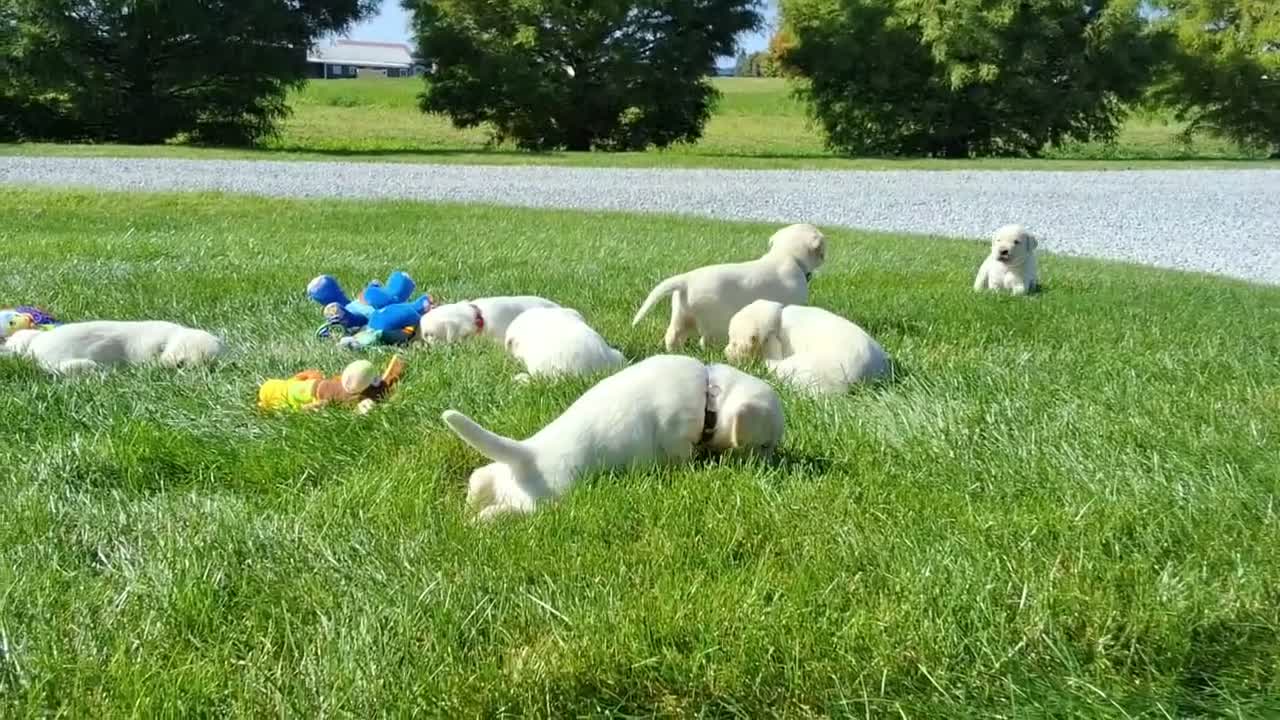 Labrador Retriever dogs for sale: Jed Retriever 3 - Video 1