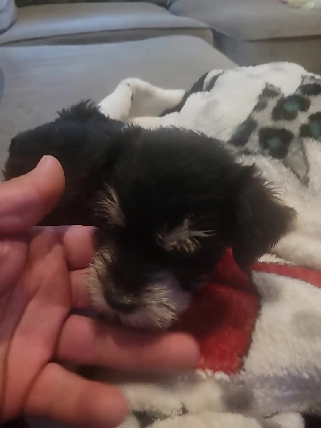 Miniature Schnauzer dogs for sale: Miniature Schnauzer 1 - Video 1