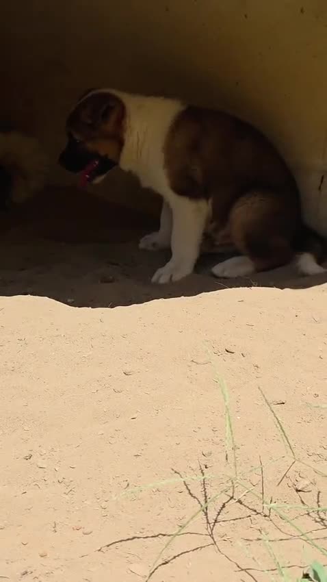 Akita dogs for sale: Leo  - Video 3