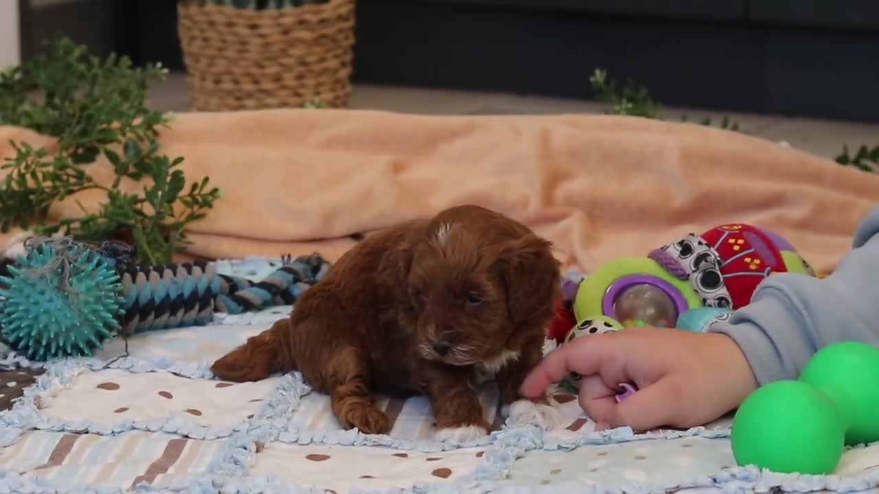 Cavapoo dogs for sale: Amber - Video 1