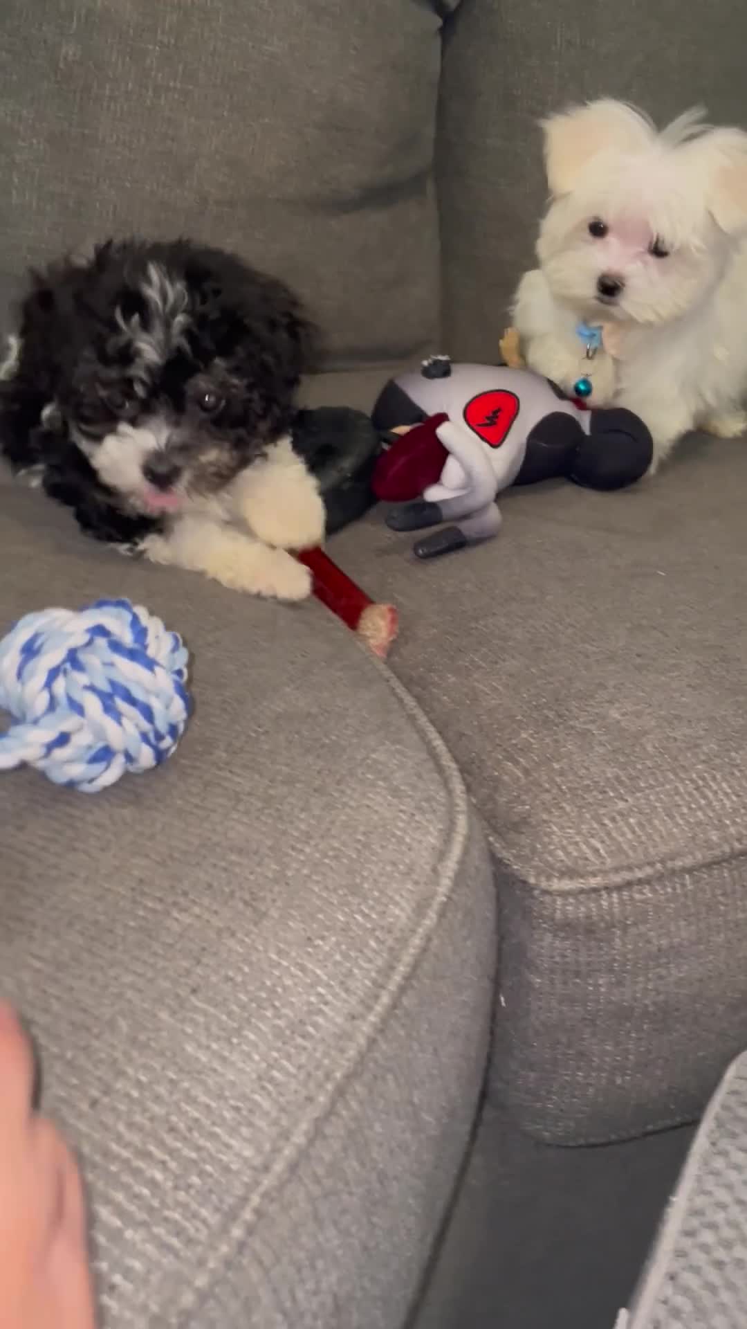 Havanese dogs for sale: Toy sized Star - Video 1