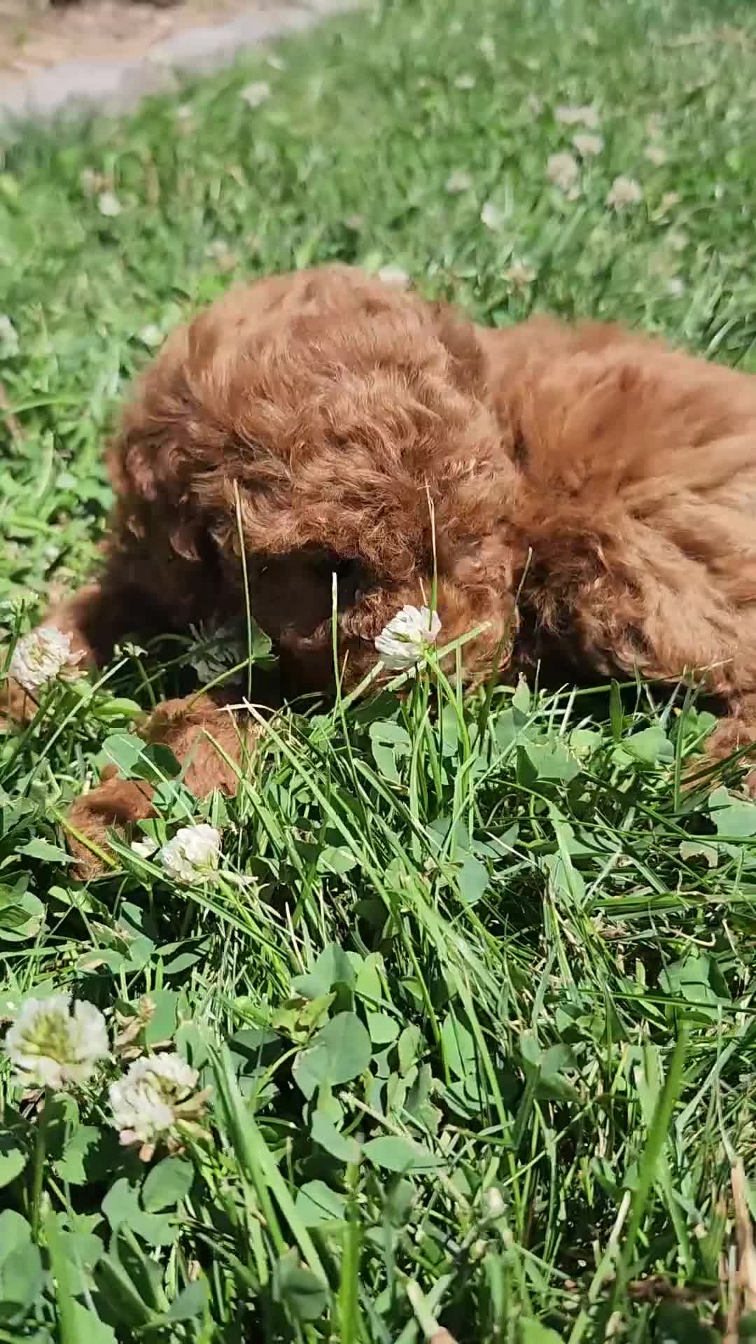 Miniature Poodle dogs for sale: Teddy - Video 2