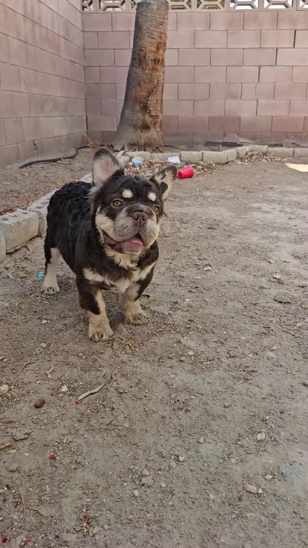 French Bulldog dogs for sale: French Bulldog Puppy 1 - Video 1