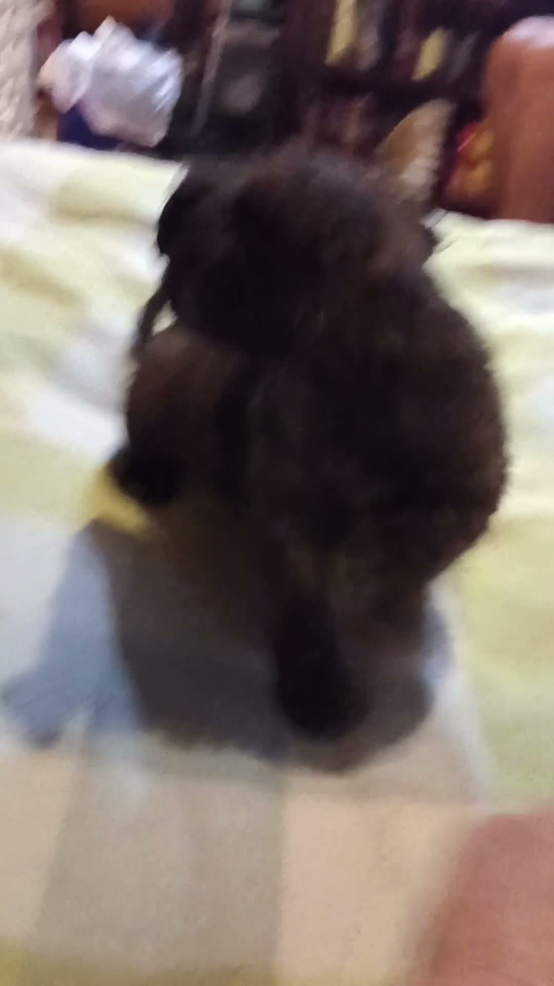 Mixed Breed dogs for sale: Chuck  - Video 1