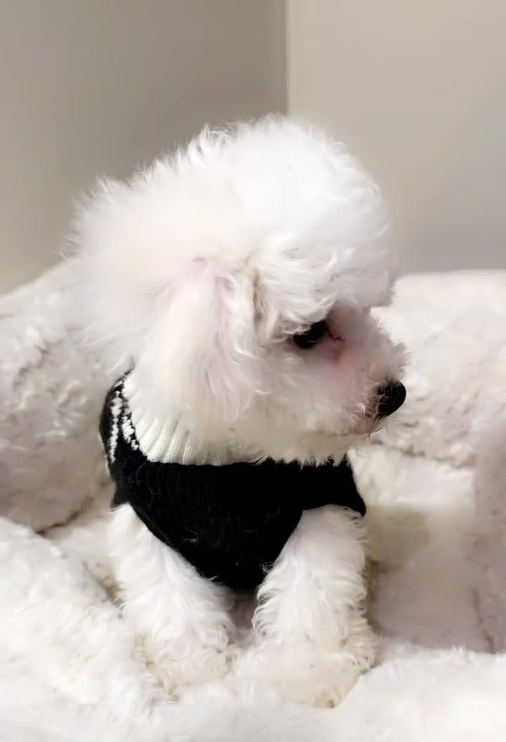 Maltipoo dogs for sale: Snoopy  - Video 1