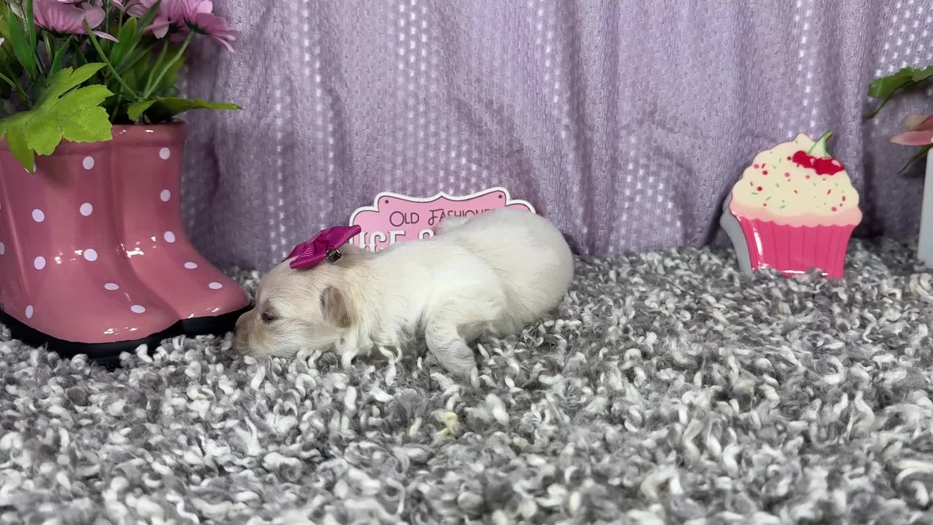 Pomapoo dogs for sale: Pomapoo 5 - Video 1