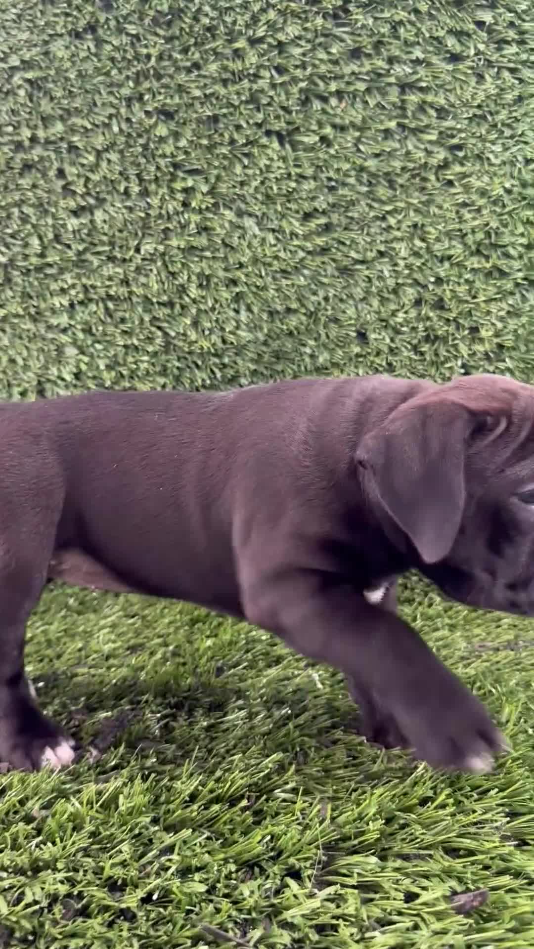 Olde English Bulldogge dogs for sale: Lani - Video 1
