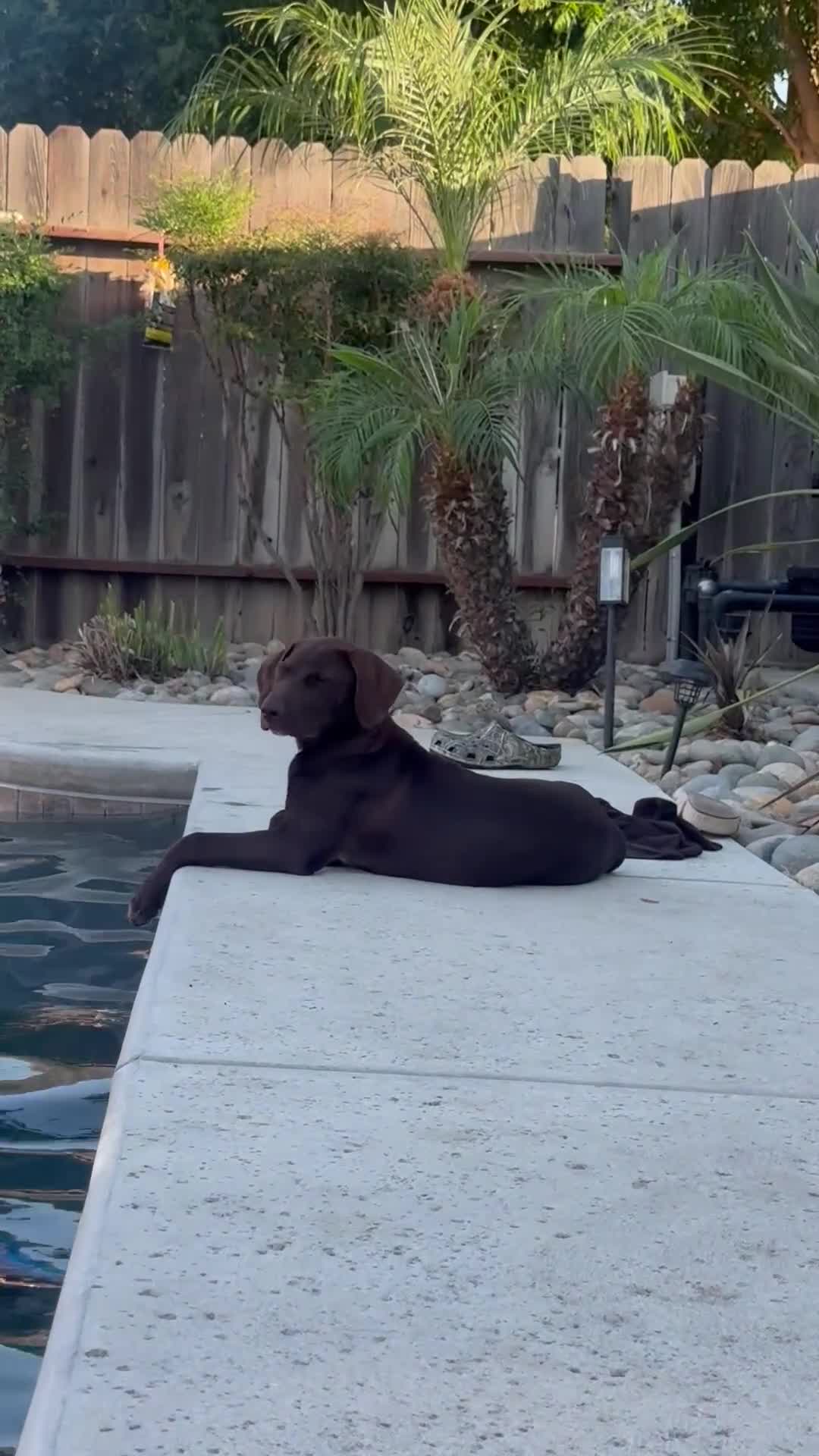 Mixed Breed dogs for sale: Coco  - Video 1