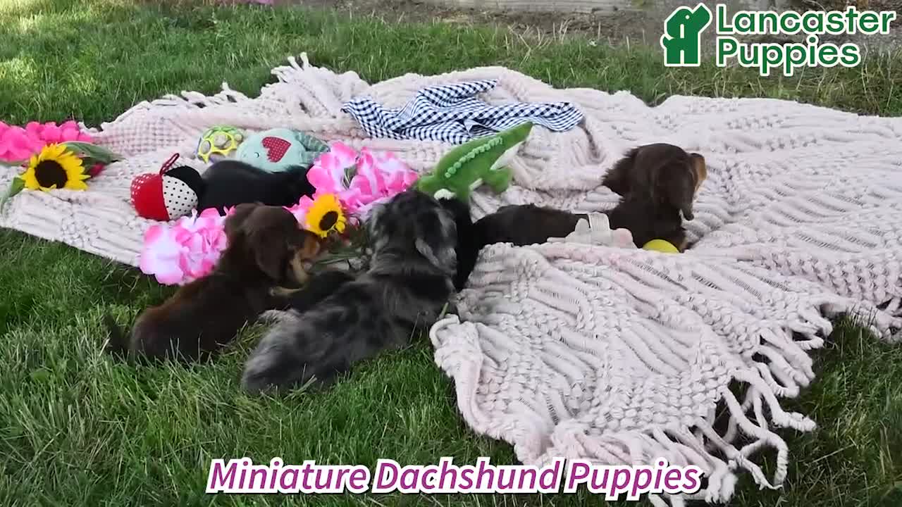 Miniature Dachshund dogs for sale: Carmi - Video 1