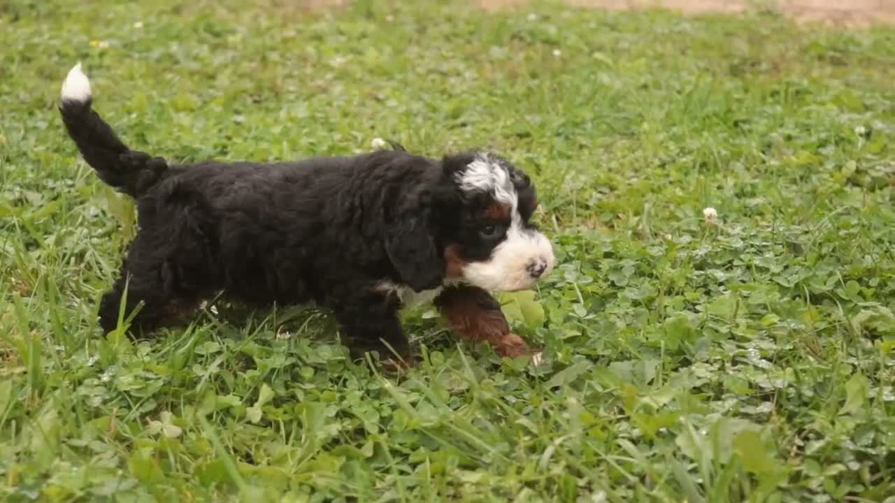 Bernedoodle dogs for sale: Ridge Miniature Bernedoodle  - Video 3