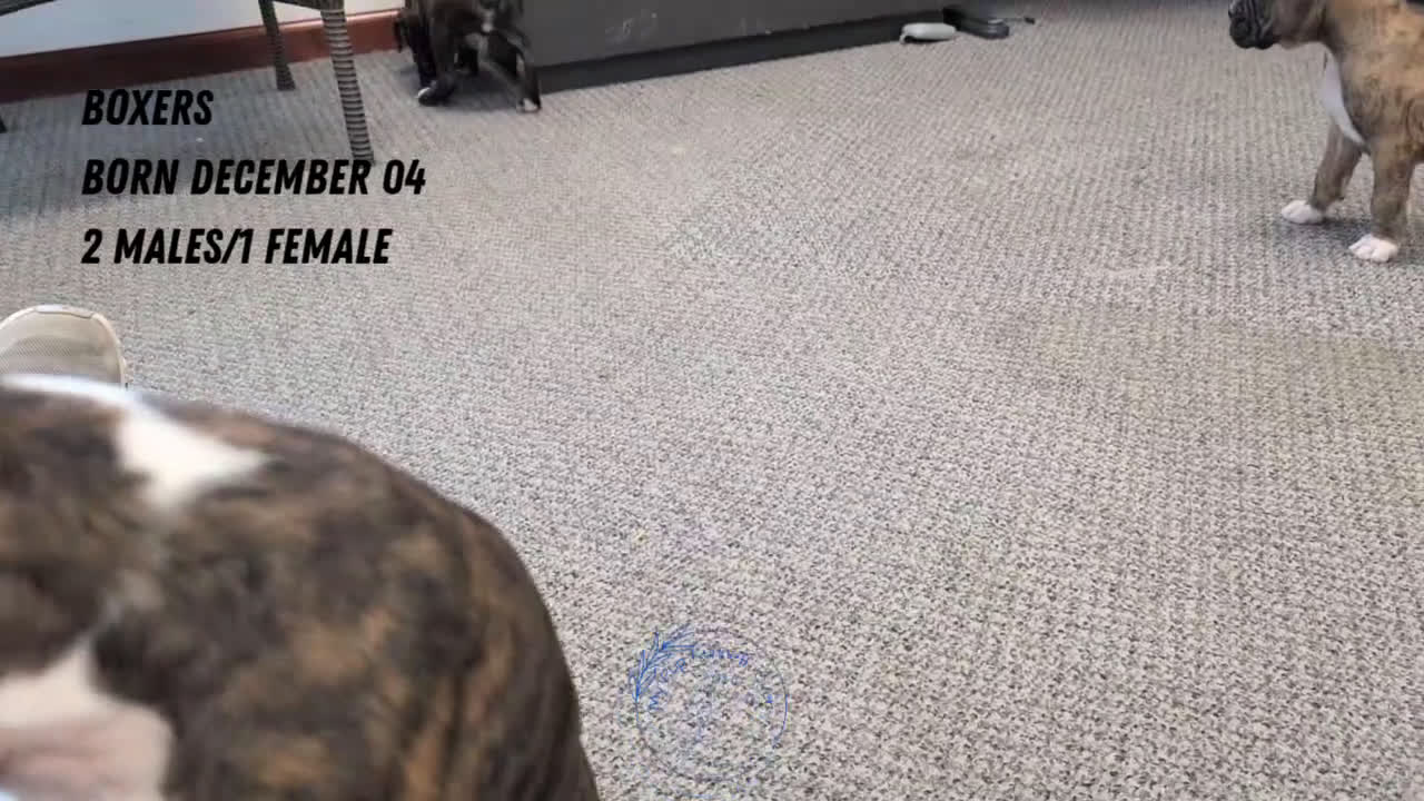 Boxer dogs for sale: Finn - Video 3