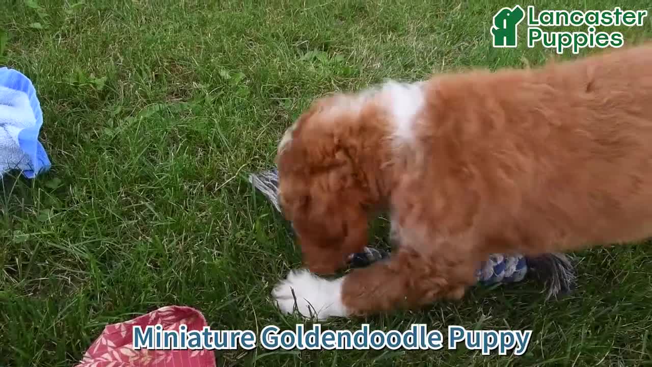 Mini Goldendoodle dogs for sale: Fancy  - Video 1