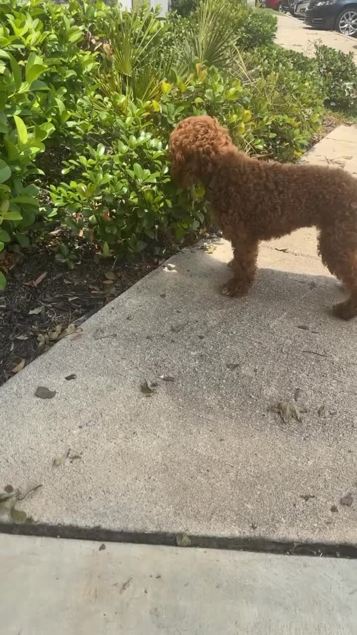 Cavapoo dogs for sale: Cavapoo Puppy 6 - Video 2