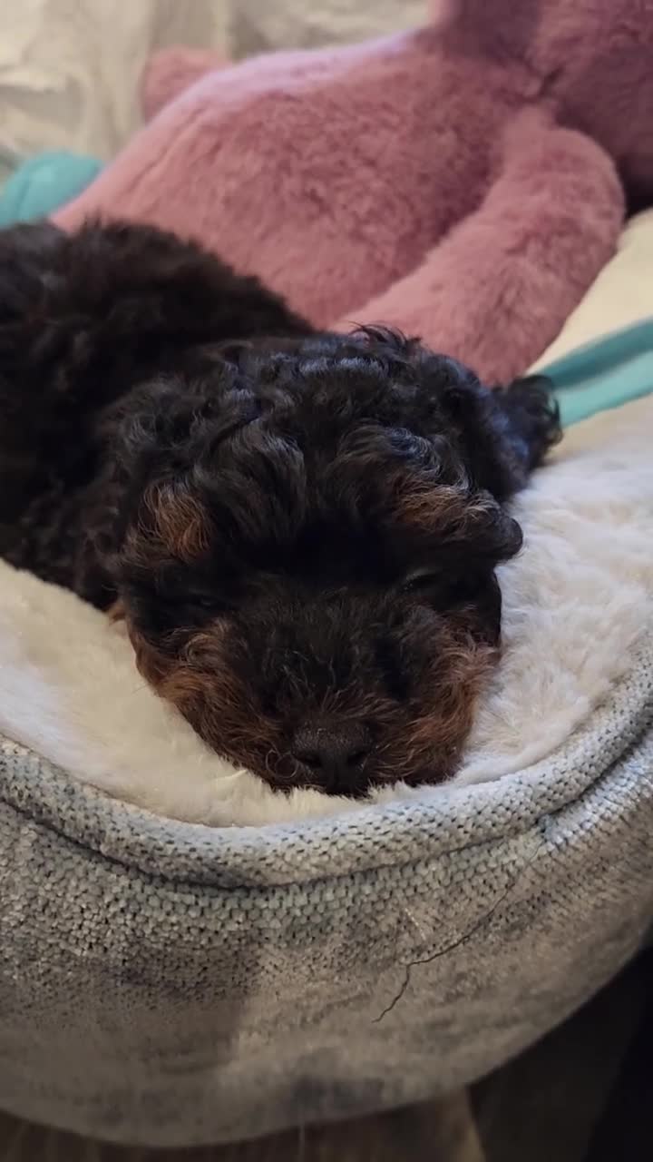 Toy Poodle dogs for sale: Coco - Video 3