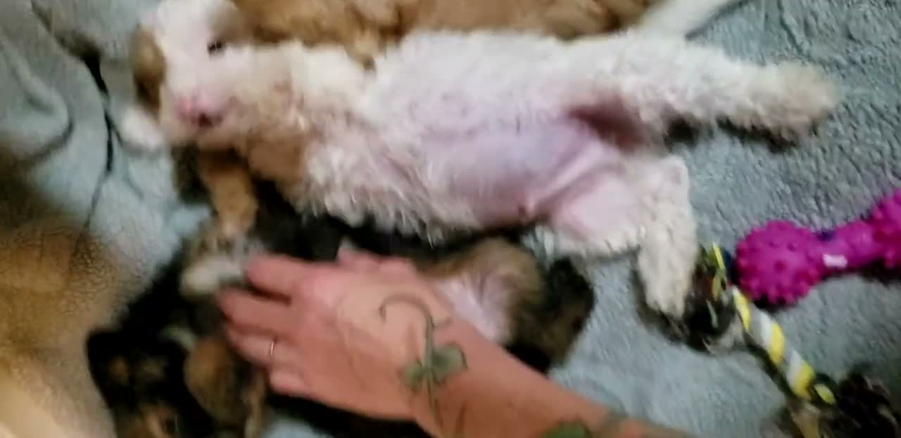 Chinese Crested dogs for sale: Chinese Crested  - Video 1
