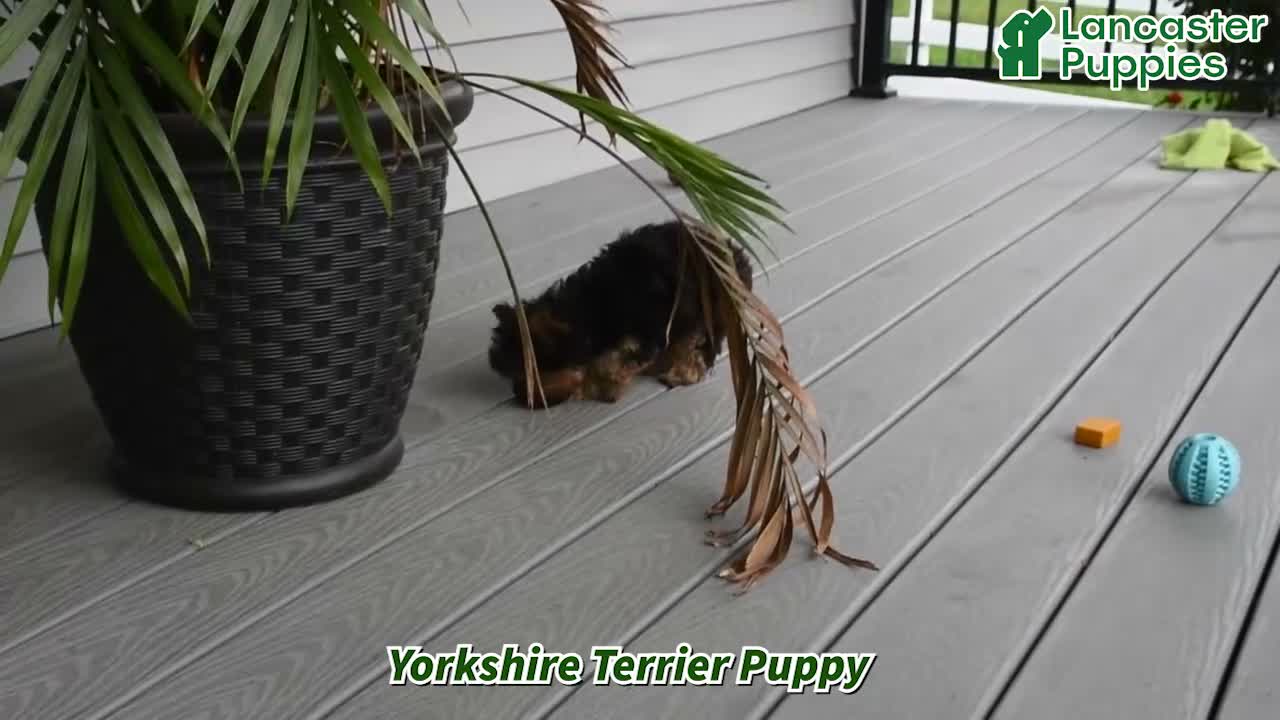 Yorkshire Terrier dogs for sale: Simon - Video 1